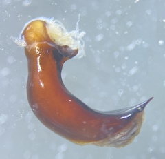 Pterostichus isabellae