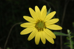 Silphium mohrii