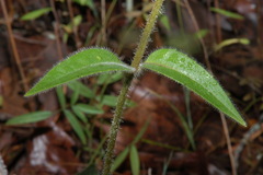 Silphium mohrii