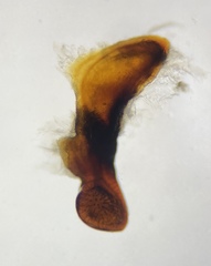 Pterostichus isabellae