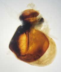 Pterostichus isabellae