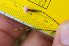 Lessingia micradenia micradenia