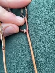 Neolasioptera cornicola