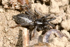 Trachyzelotes pedestris