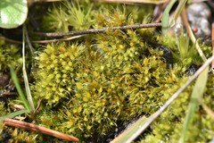 Pleuridium acuminatum