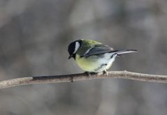 Parus major