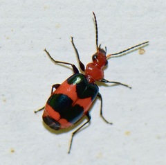 Lebia bitaeniata