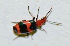 Lebia bitaeniata