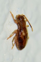 Archipines intricata