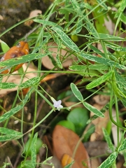Vicia acutifolia