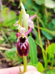 Ophrys exaltata