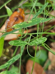Vicia acutifolia