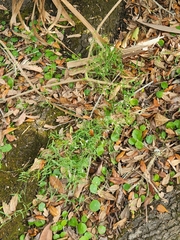 Vicia acutifolia