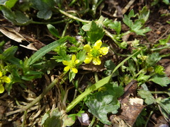 Ranunculus muricatus