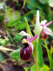 Ophrys exaltata
