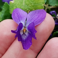 Viola odorata