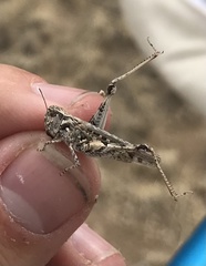 Psoloessa delicatula