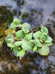 Pistia stratiotes image