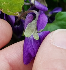 Viola odorata