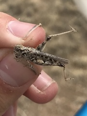 Psoloessa delicatula