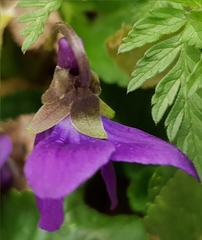 Viola odorata