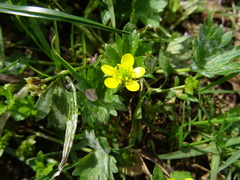 Ranunculus muricatus