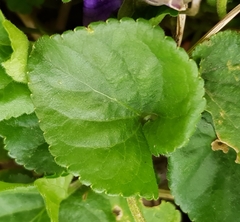 Viola odorata