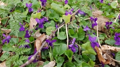 Viola odorata