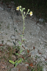 Silphium mohrii
