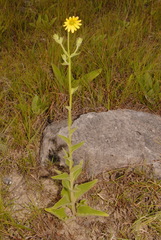 Silphium mohrii