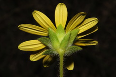 Silphium mohrii
