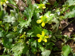 Ranunculus muricatus