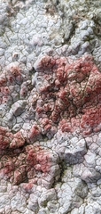 Pertusaria plittiana