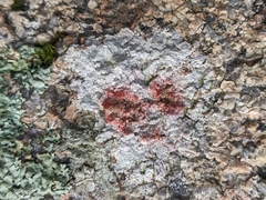 Pertusaria plittiana