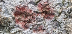 Pertusaria plittiana