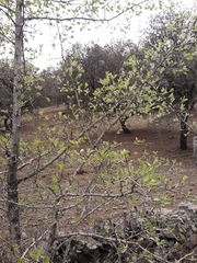 Pyrus bourgaeana