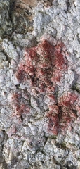 Pertusaria plittiana