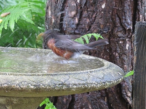 American Robin photographed in New Jersey