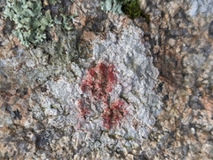 Pertusaria plittiana