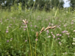 Carex praticola