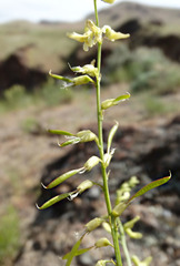 Astragalus filipes
