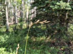 Carex praticola