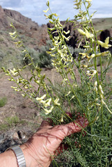 Astragalus filipes