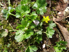Ranunculus muricatus