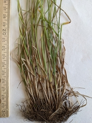 Carex praticola