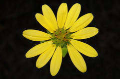 Silphium mohrii