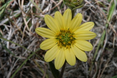 Silphium mohrii
