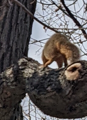 Sciurus niger
