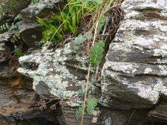 Gingidia grisea