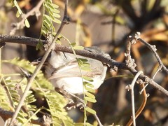 Polioptila nigriceps